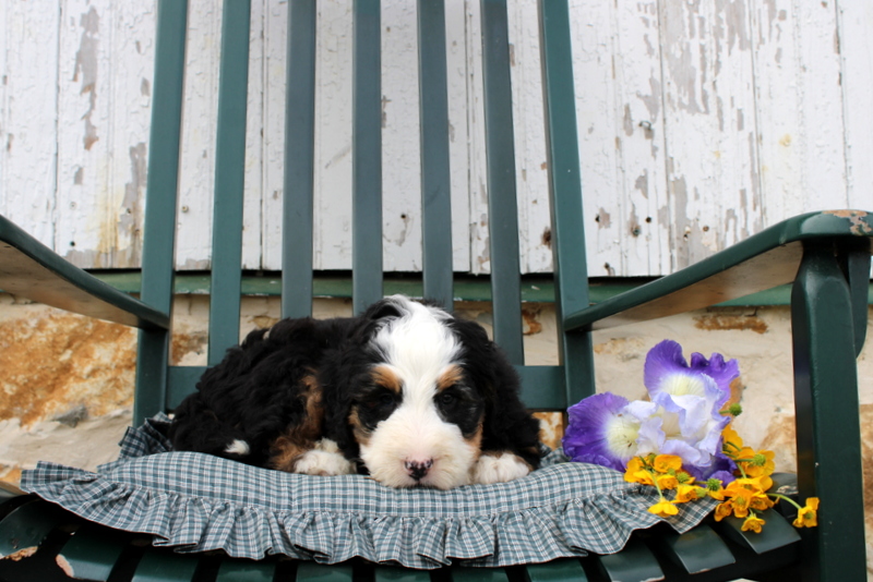 puppy, for, sale, Mini Bernedoodle F2, Matthew B. Stoltzfus, dog, breeder, Gap, PA, dog-breeder, puppy-for-sale, forsale, nearby, find, puppyfind, locator, puppylocator, aca